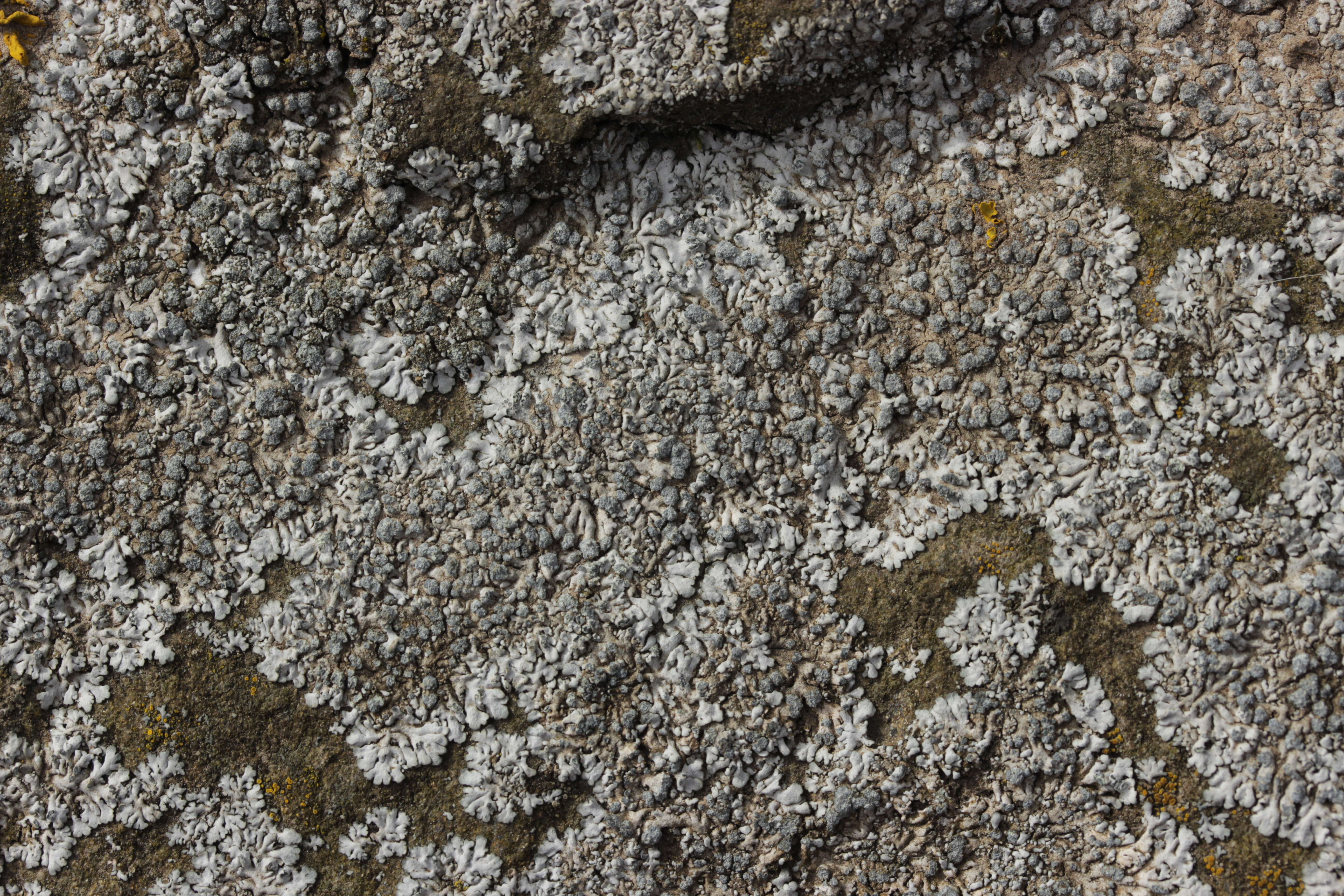 Image of Blue-gray rosette lichen