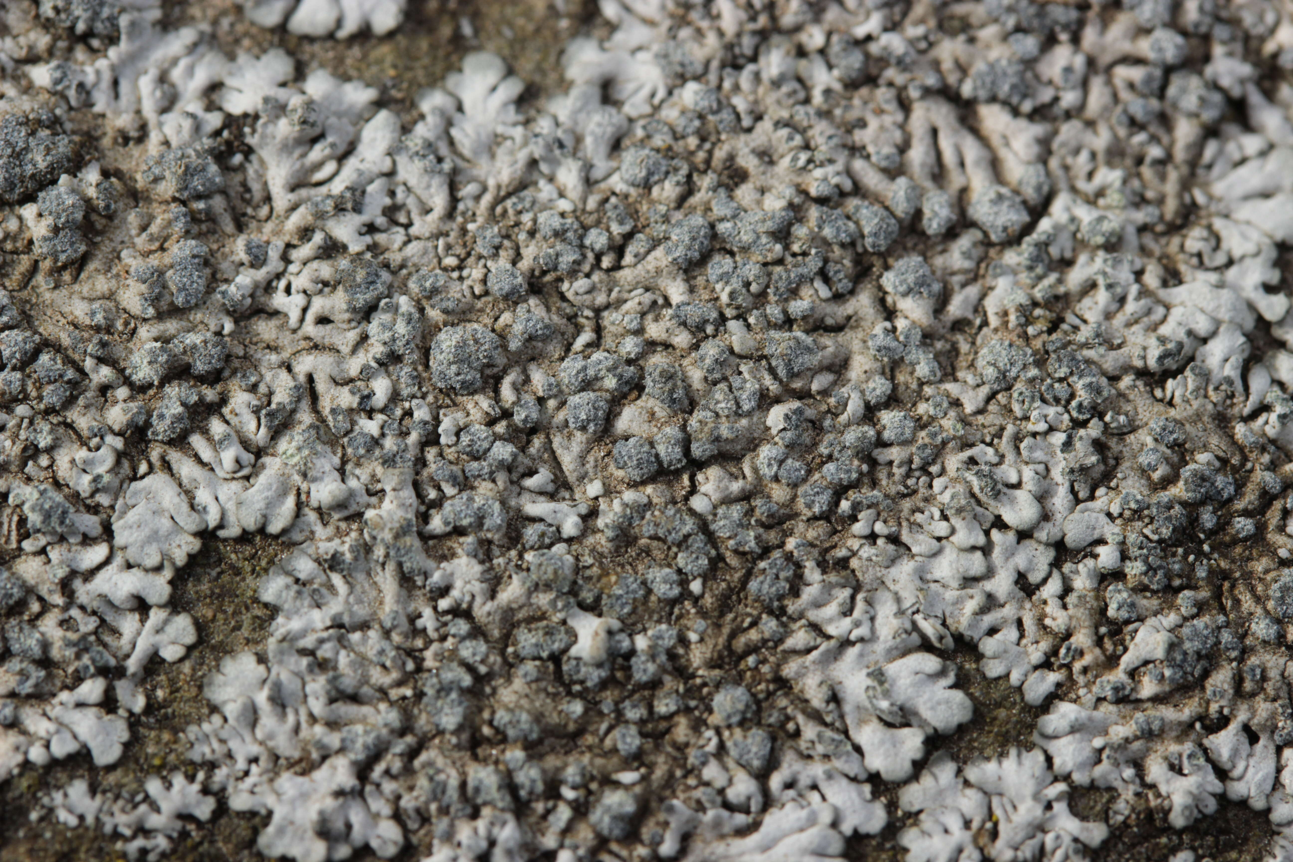 Image of Blue-gray rosette lichen