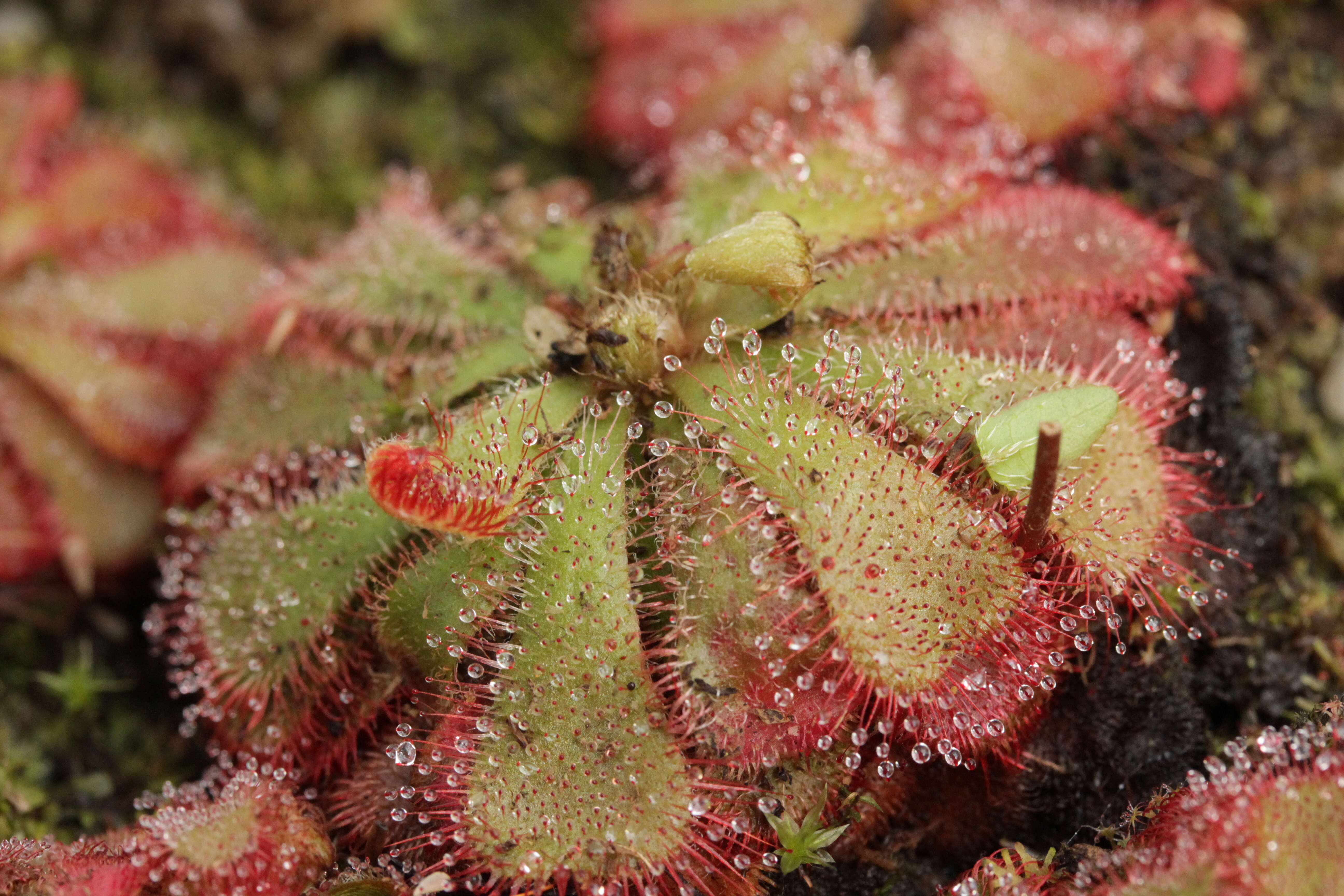 Image of Australian sundew