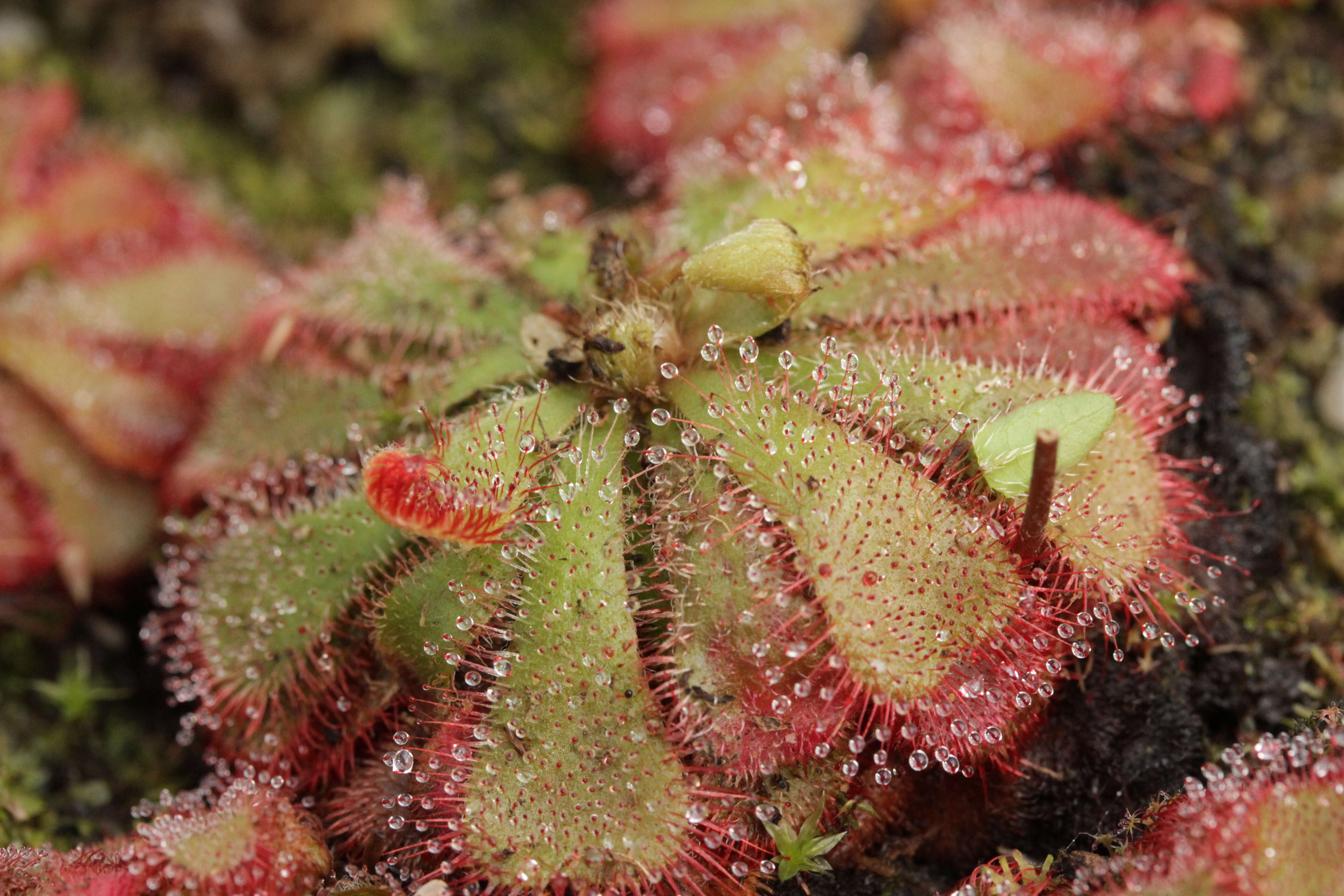 Image of Australian sundew