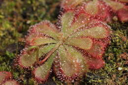 Image of Australian sundew