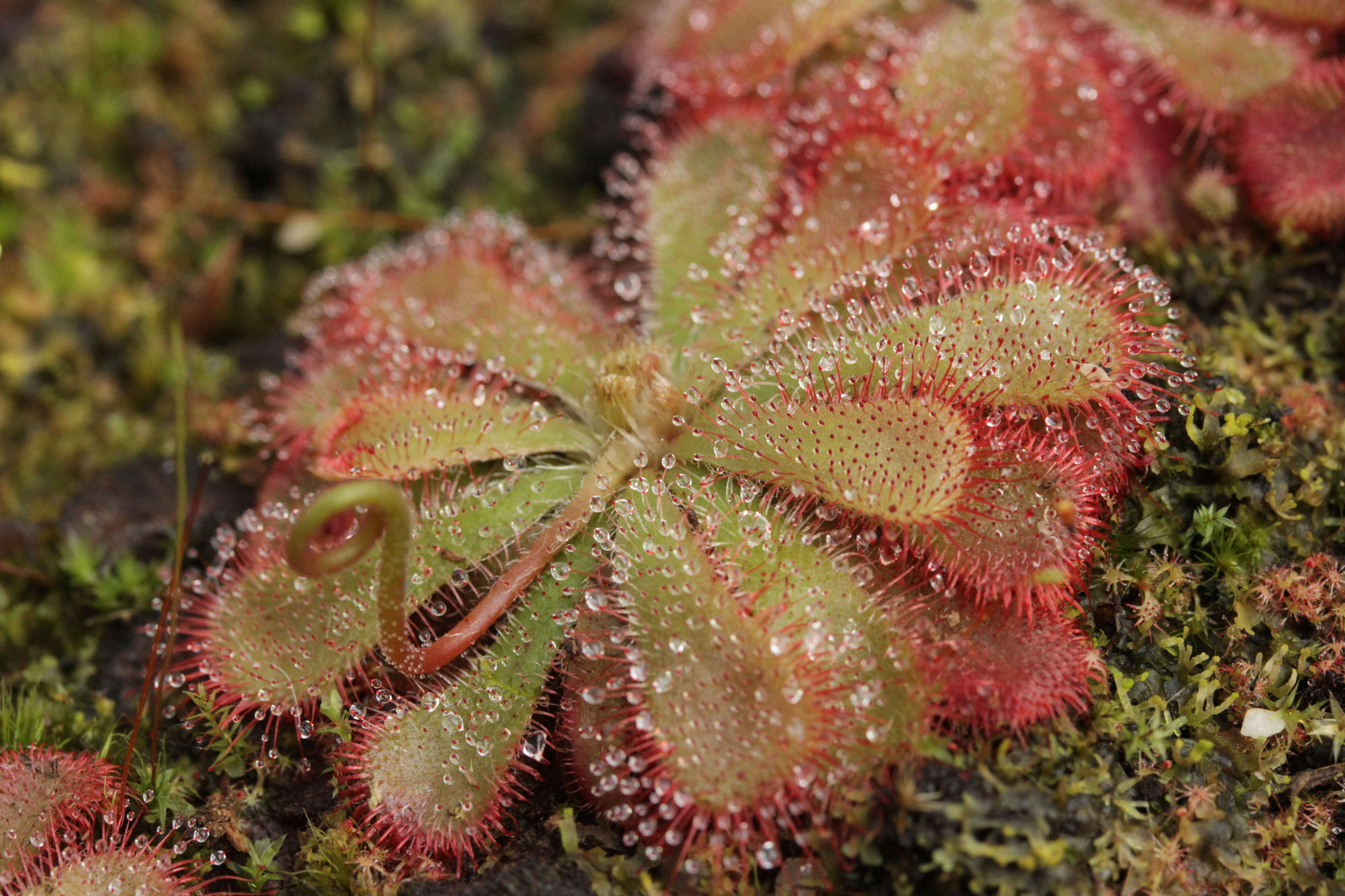 Image of Australian sundew