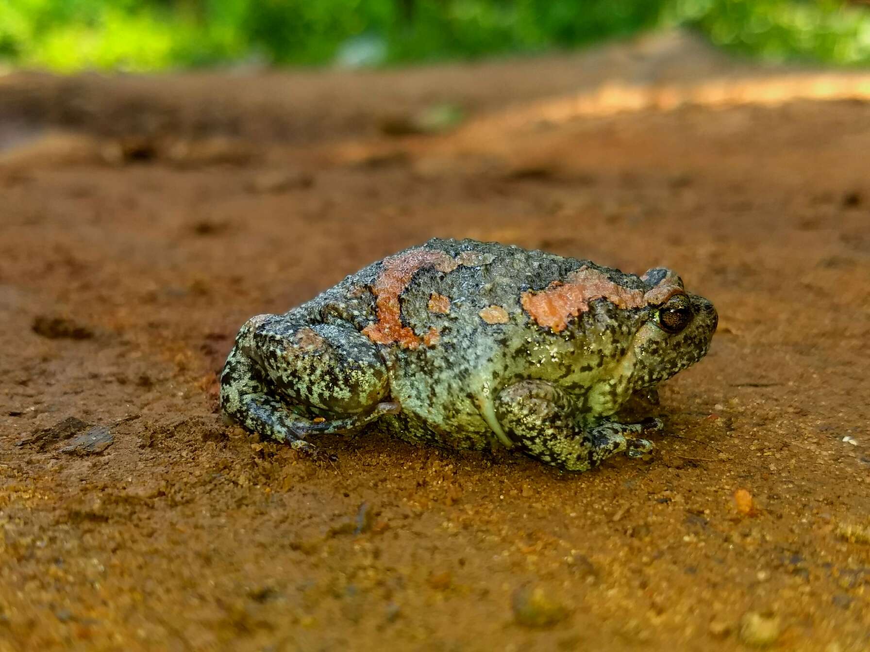 Image of Sri Lankan Bullfrog