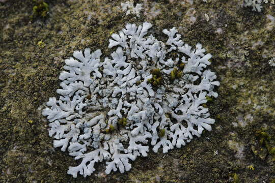 Image of Blue-gray rosette lichen