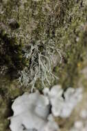 Image of farinose cartilage lichen