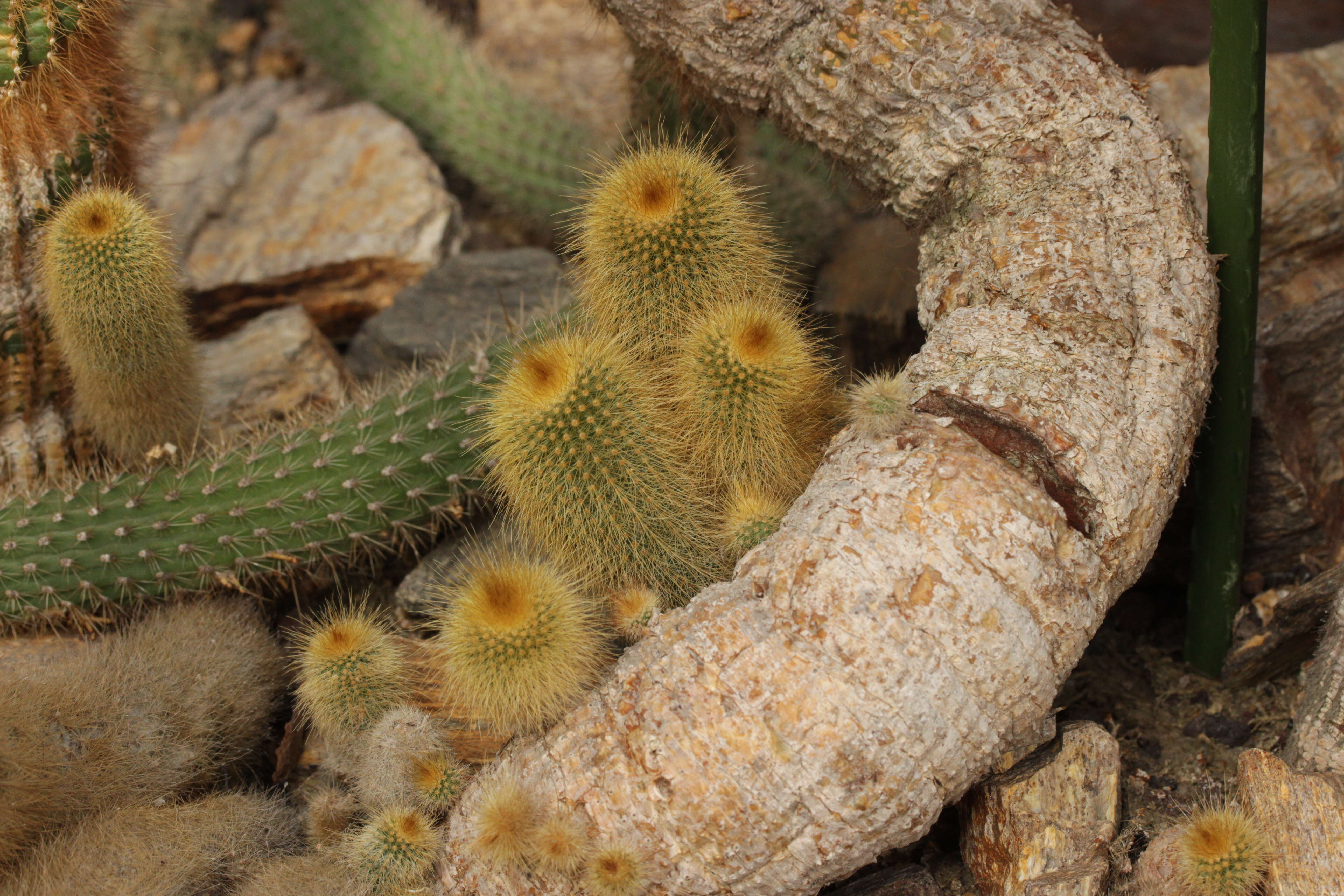 Image of Parodia lenninghausii (F. Haage) F. H. Brandt ex Eggli & Hofacker