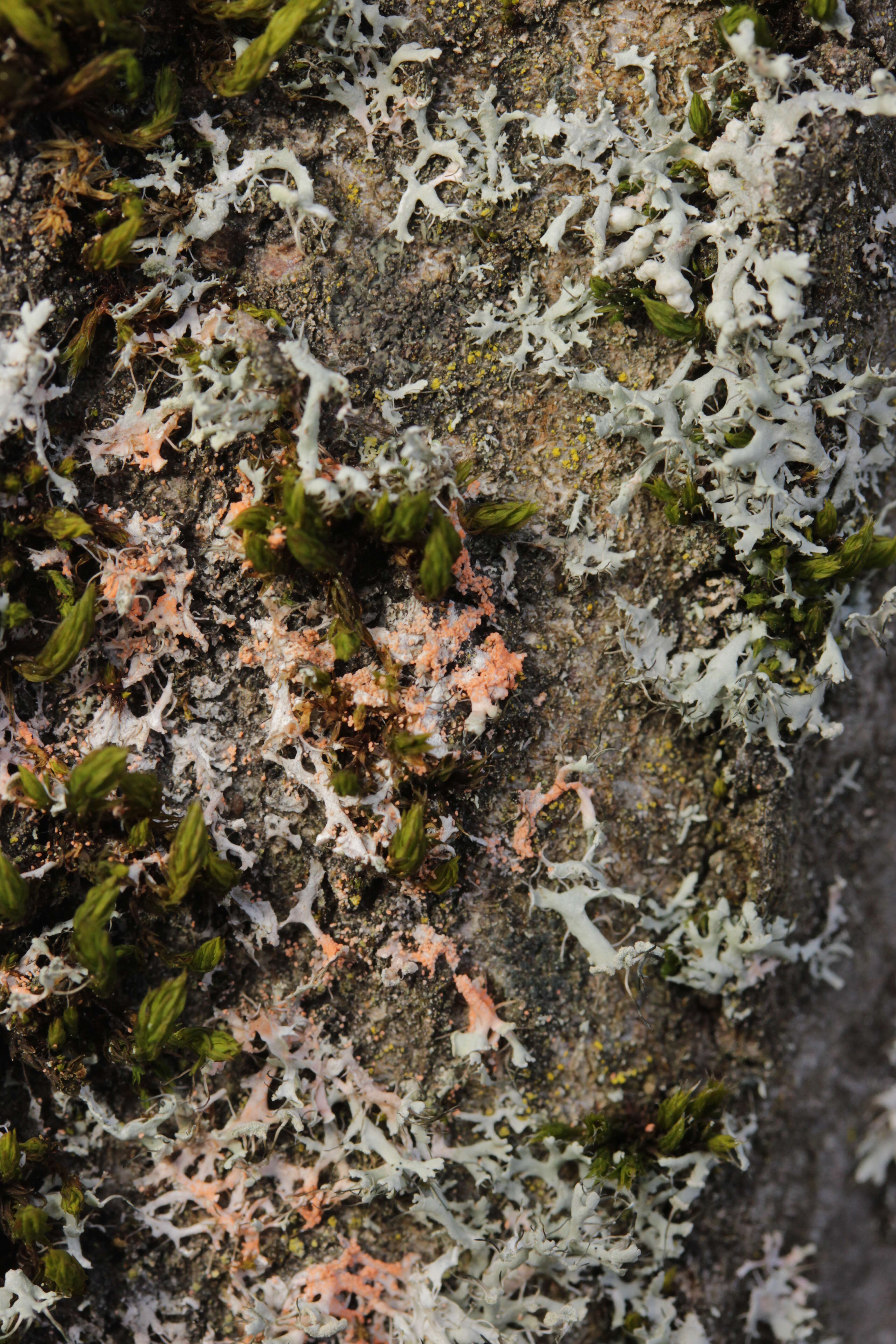 Image of rosette lichen