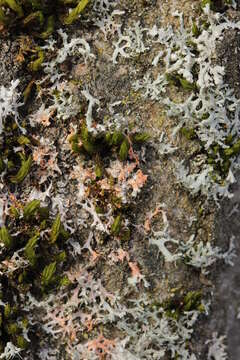 Image of rosette lichen