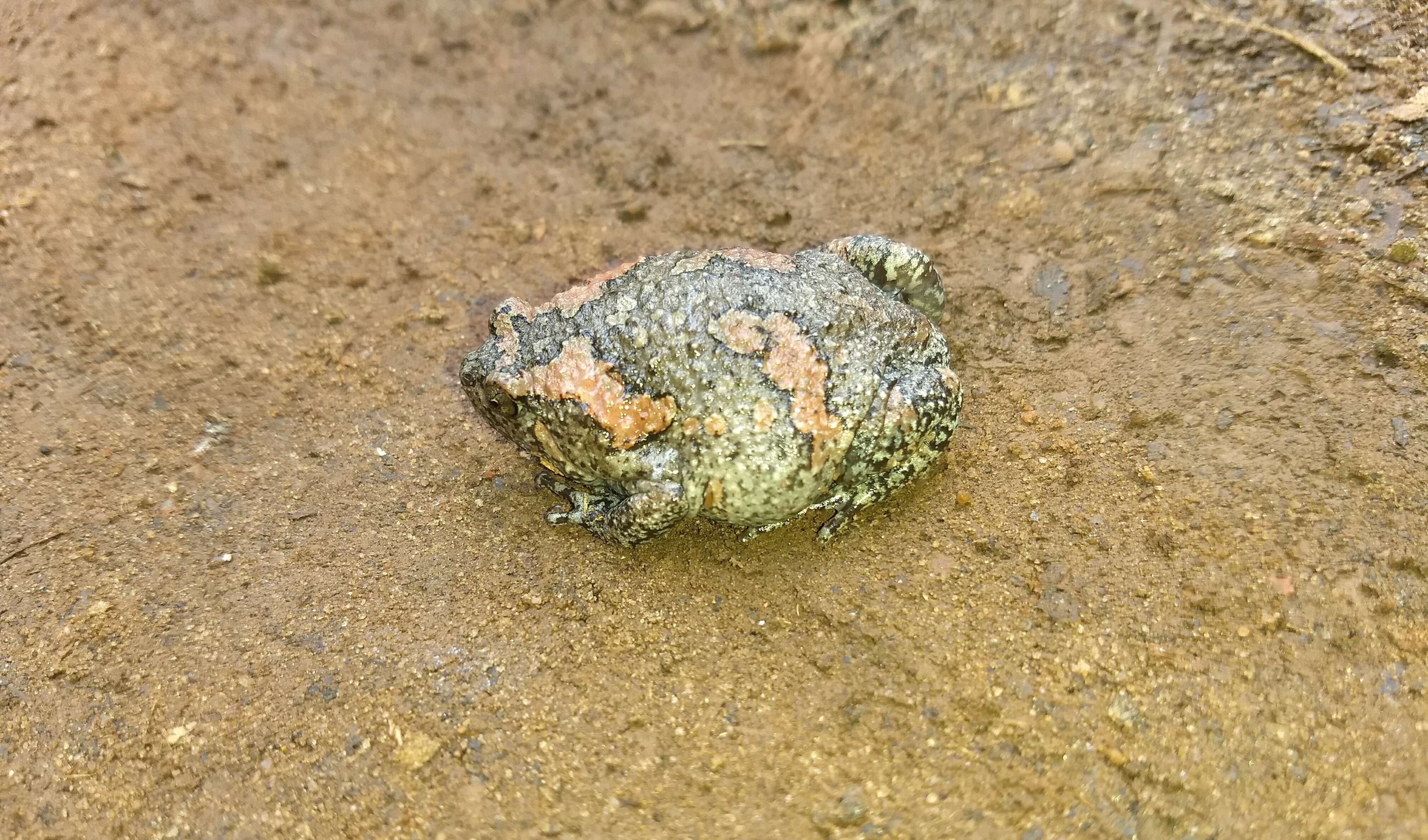 Image of Sri Lankan Bullfrog