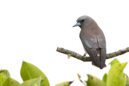 Image of Ashy Wood Swallow