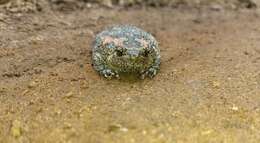 صورة Uperodon taprobanicus (Parker 1934)