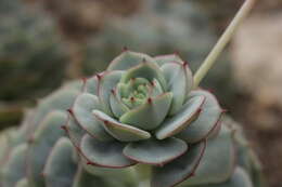 Image of Echeveria derenbergii J. A. Purpus