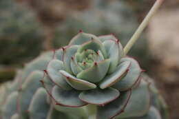 Image of Echeveria derenbergii J. A. Purpus