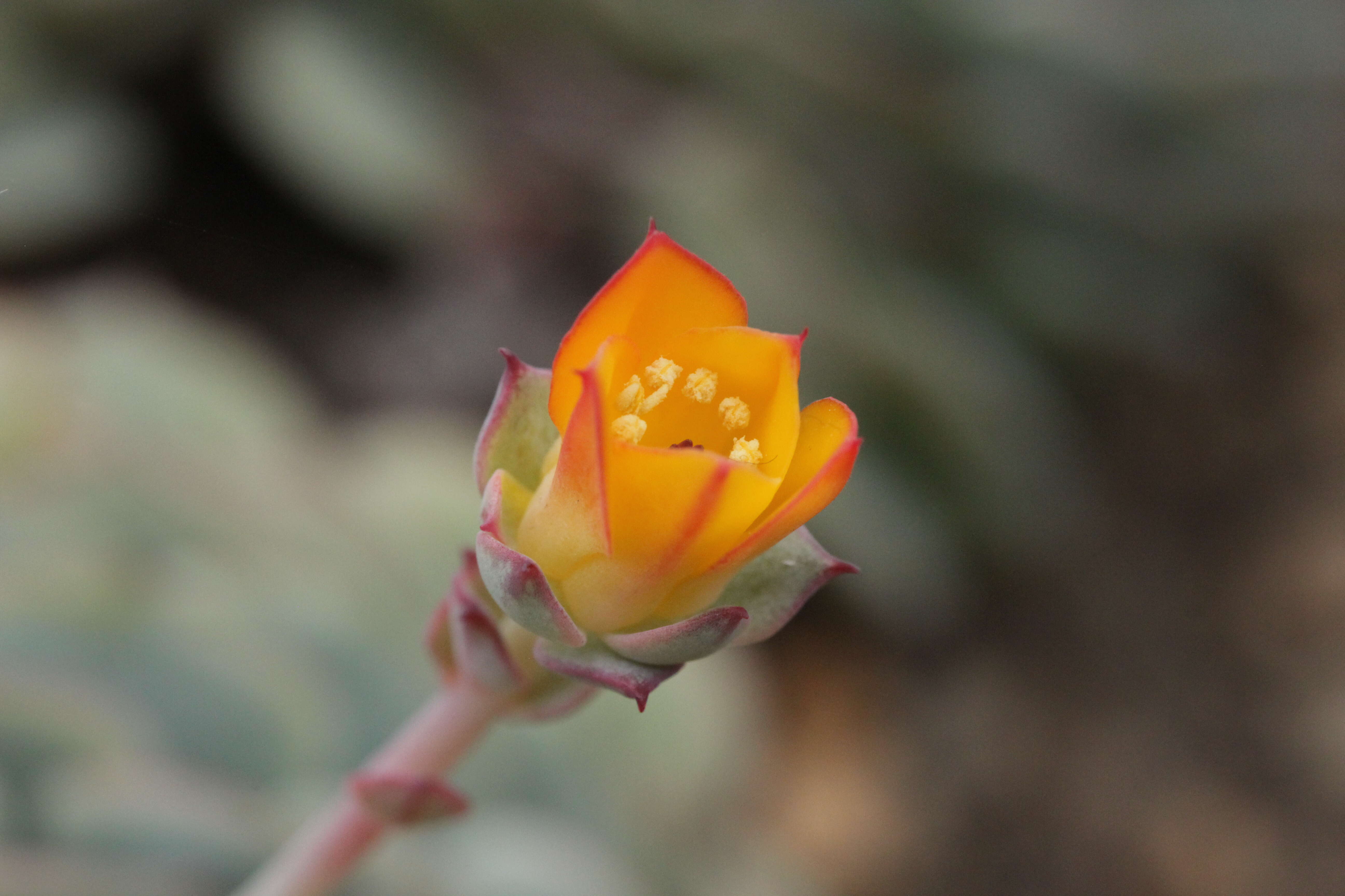 Image of Echeveria derenbergii J. A. Purpus