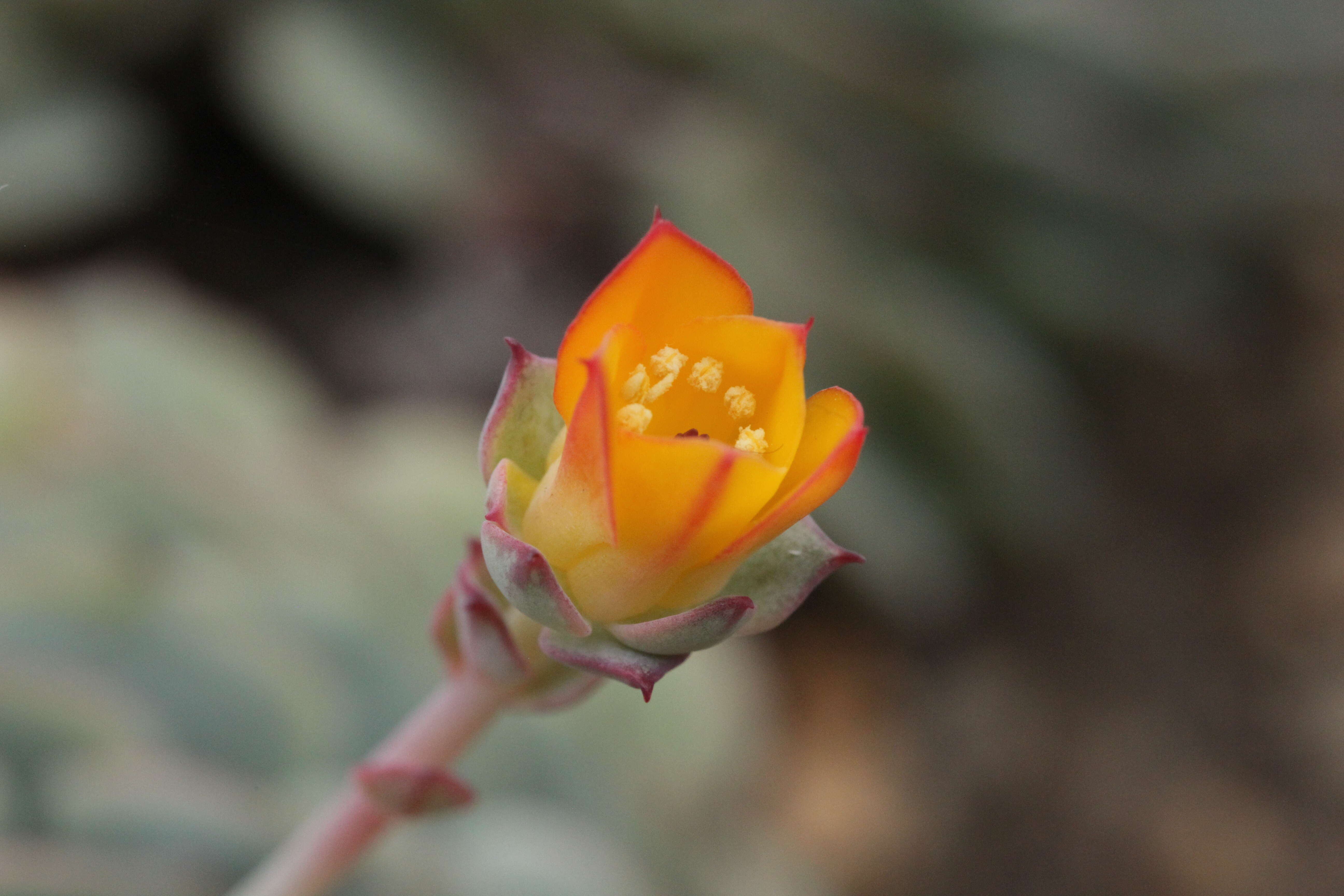 Image of Echeveria derenbergii J. A. Purpus