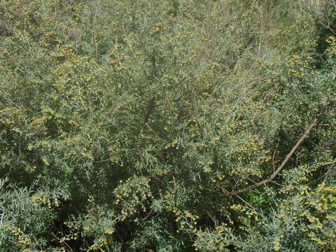 Image of Artemisia thuscula Cav.