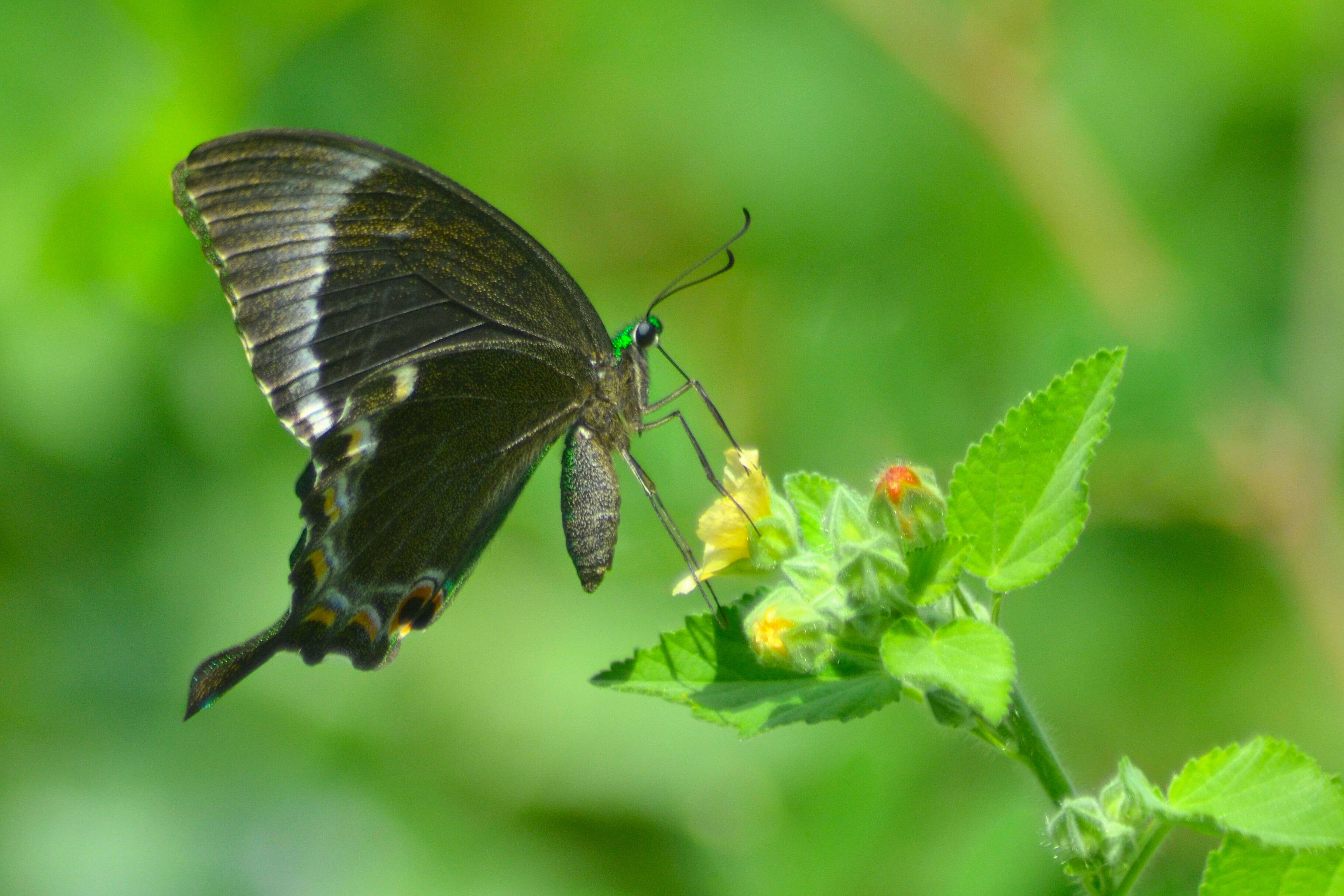 Image of Common Banded Peacock