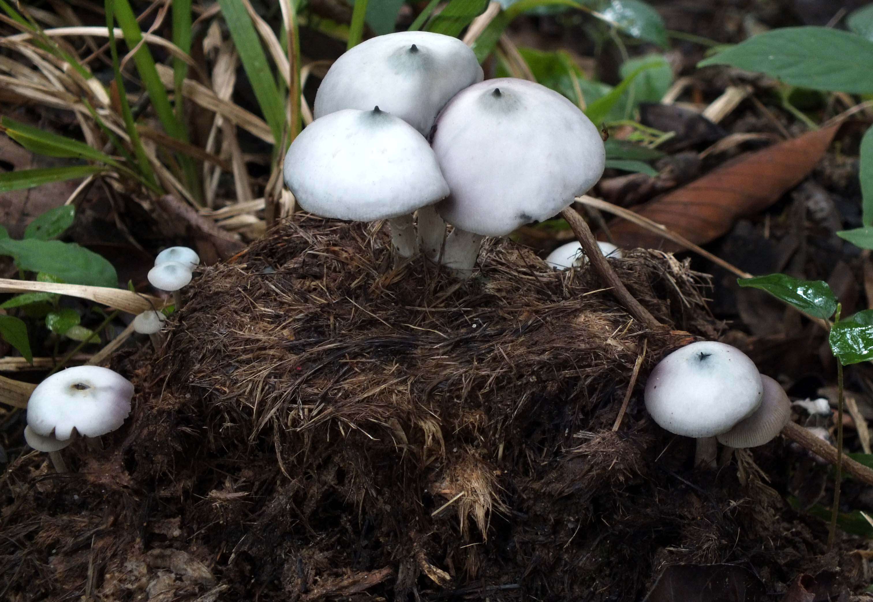 Image of Psilocybe magnispora E. Horak, Guzmán & Desjardin 2009