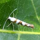 Plancia ëd Argyresthia laevigatella Herrich-Schäffer 1855