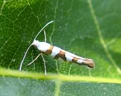 Imagem de Argyresthia laevigatella Herrich-Schäffer 1855