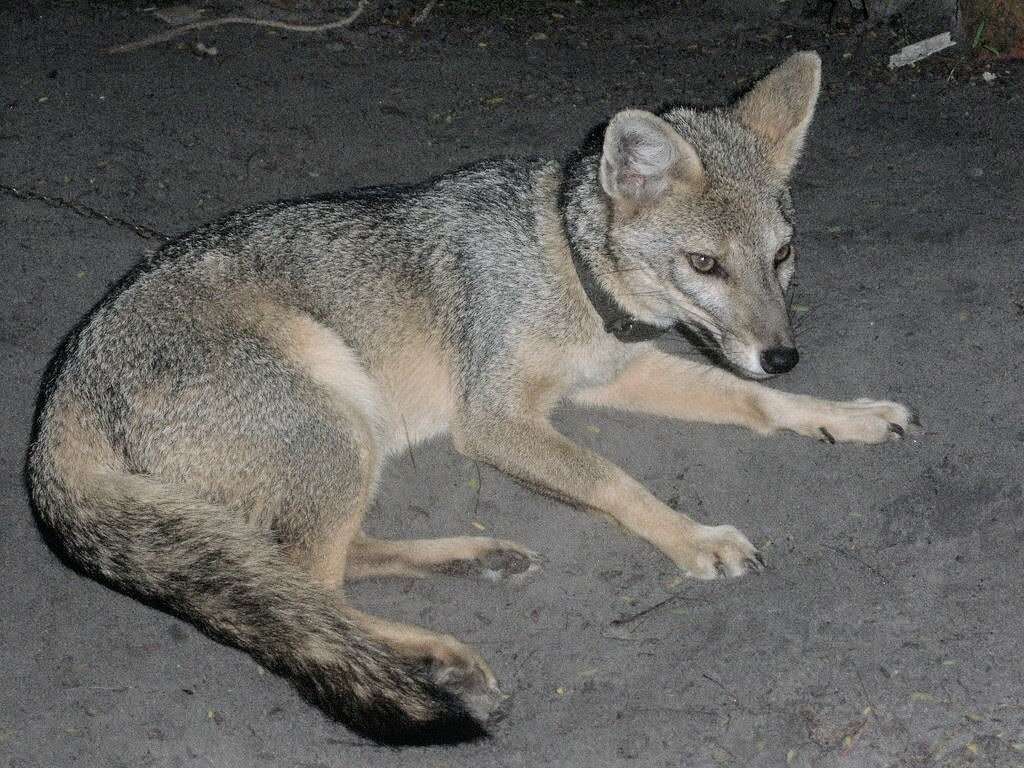 Image of Brasilian Fox