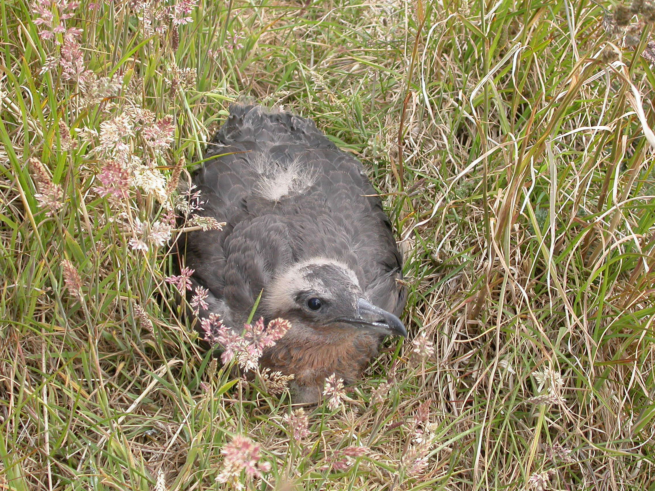 صورة Stercorarius chilensis Bonaparte 1857