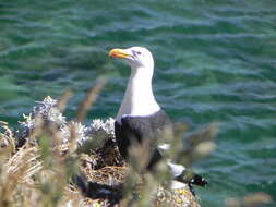 Image of Kelp Gull