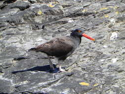 Image of Blackish Oystercatcher