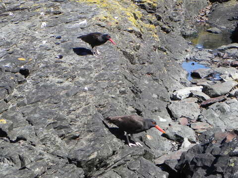 Image of Blackish Oystercatcher