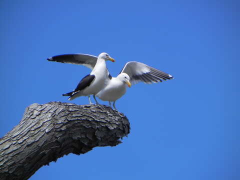 Image of Kelp Gull