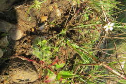 Image of Drosera burmanni