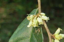 Image of Elaeagnus conferta Roxb.