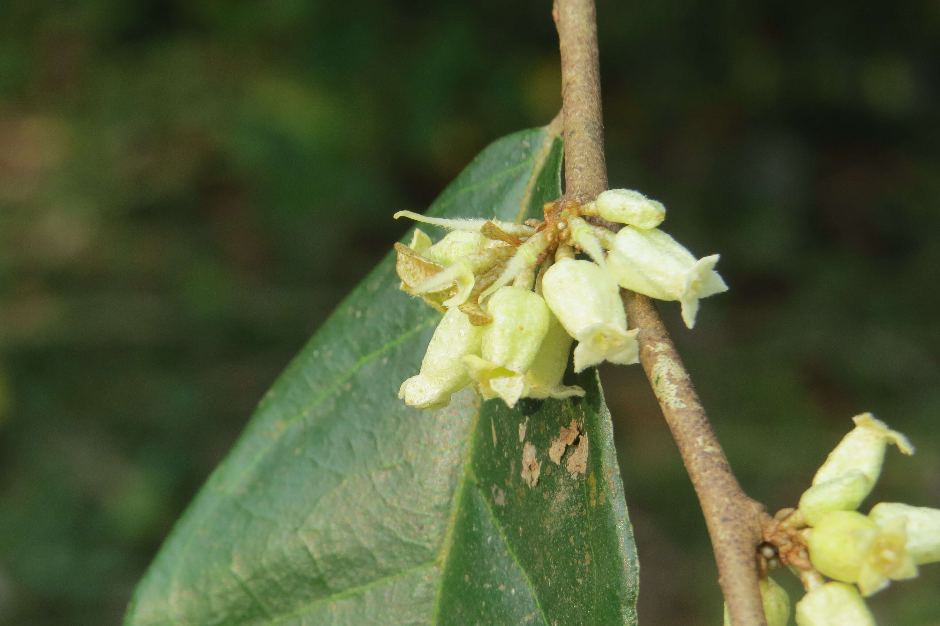 Image of Elaeagnus conferta Roxb.