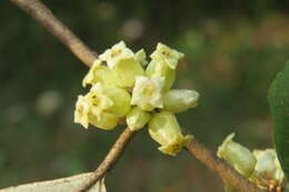 Image of Elaeagnus conferta Roxb.