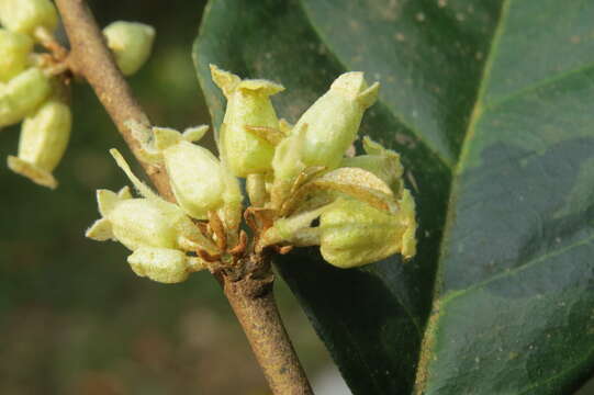 Image of Elaeagnus conferta Roxb.