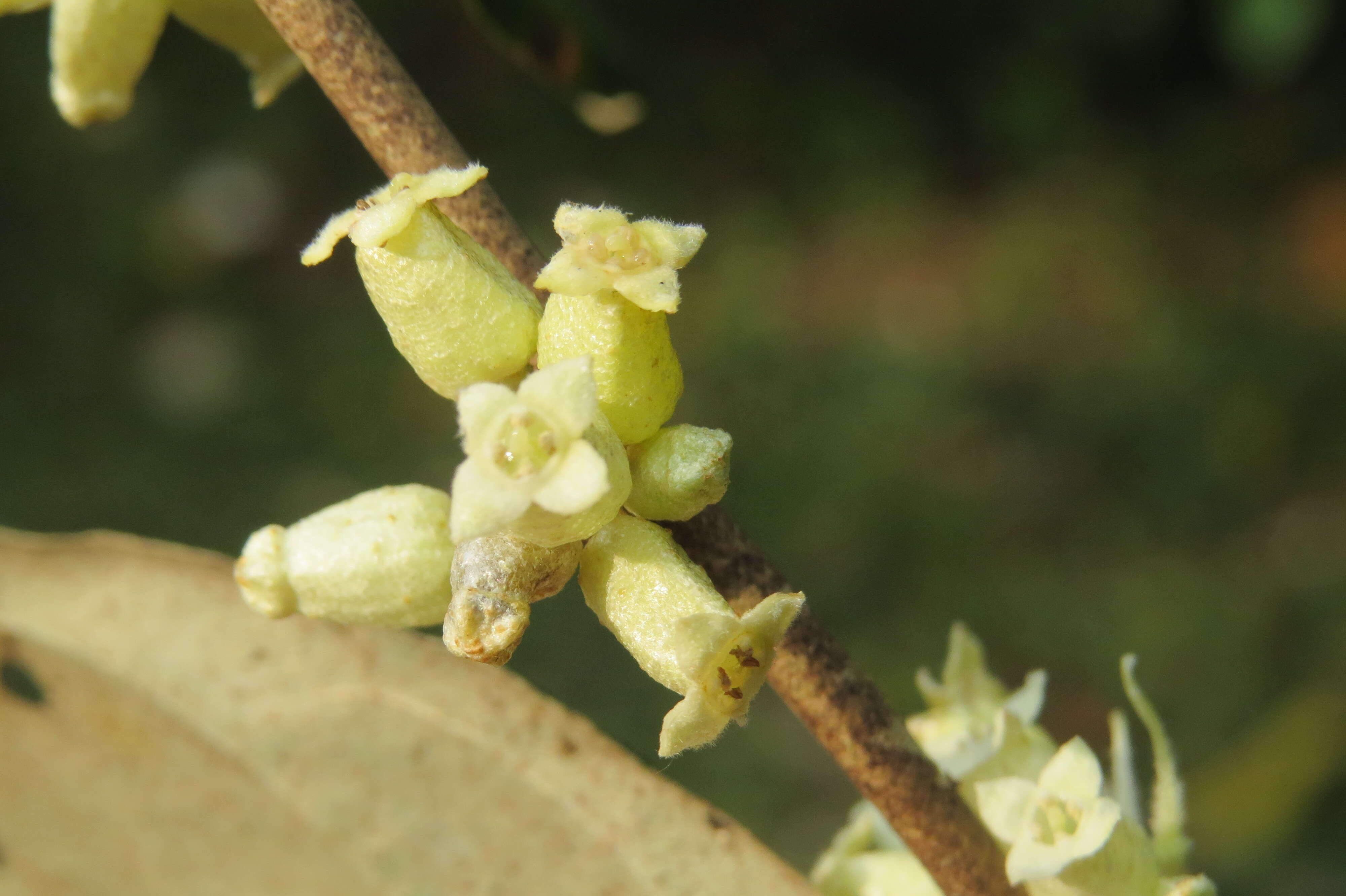 Image of Elaeagnus conferta Roxb.