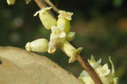 Image of Elaeagnus conferta Roxb.