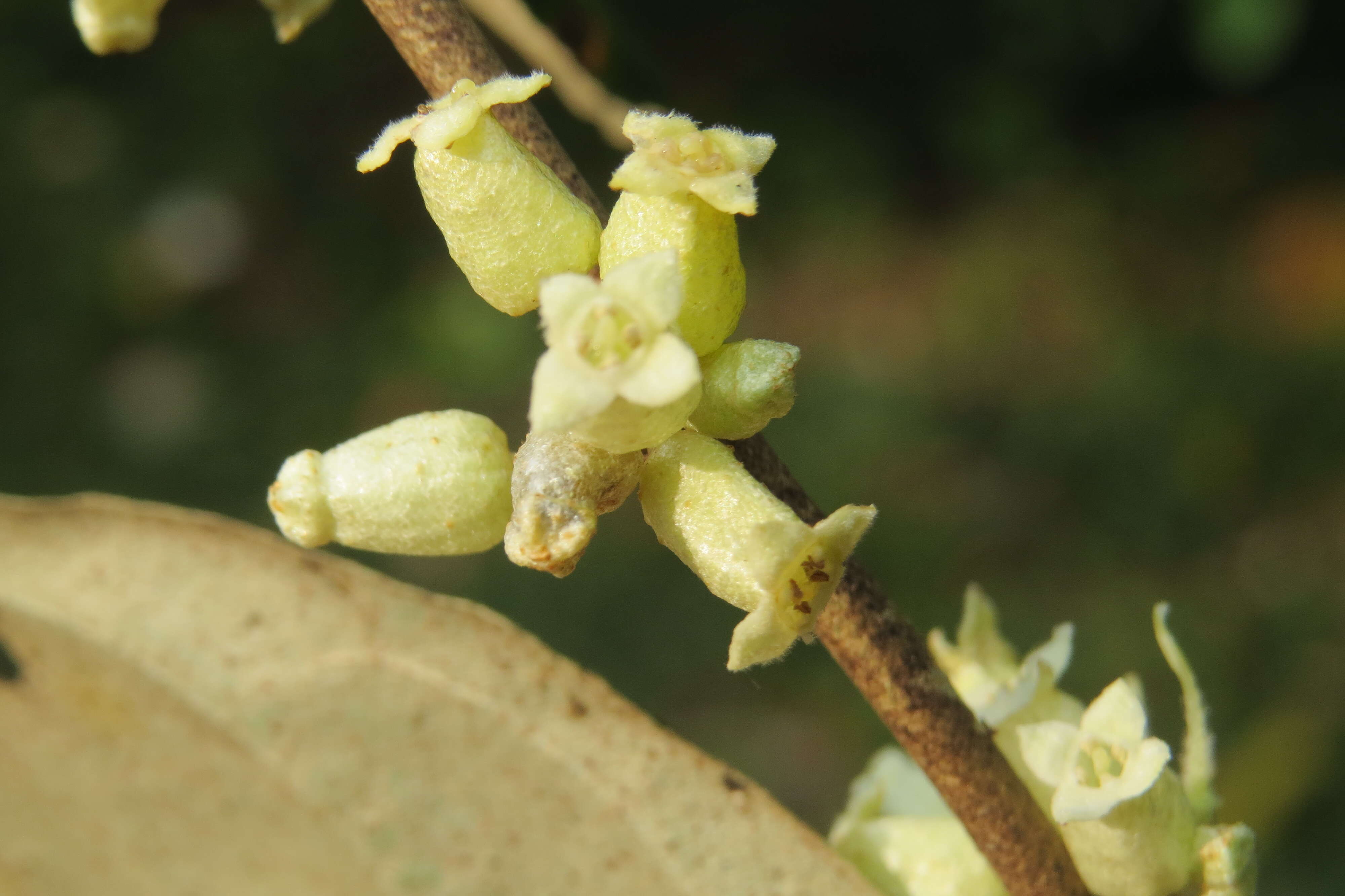 Image of Elaeagnus conferta Roxb.