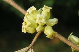 Image of Elaeagnus conferta Roxb.