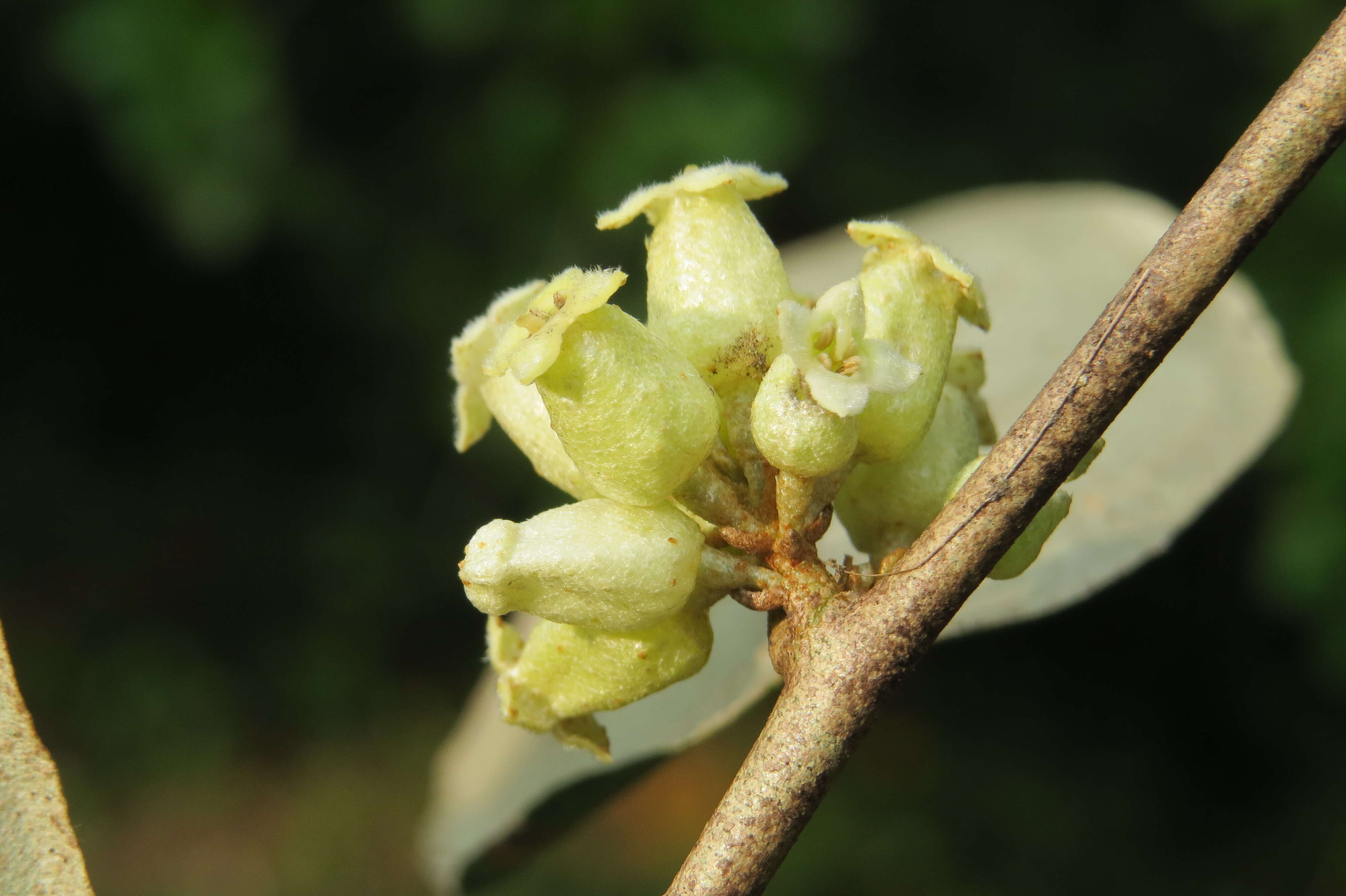 Image of Elaeagnus conferta Roxb.