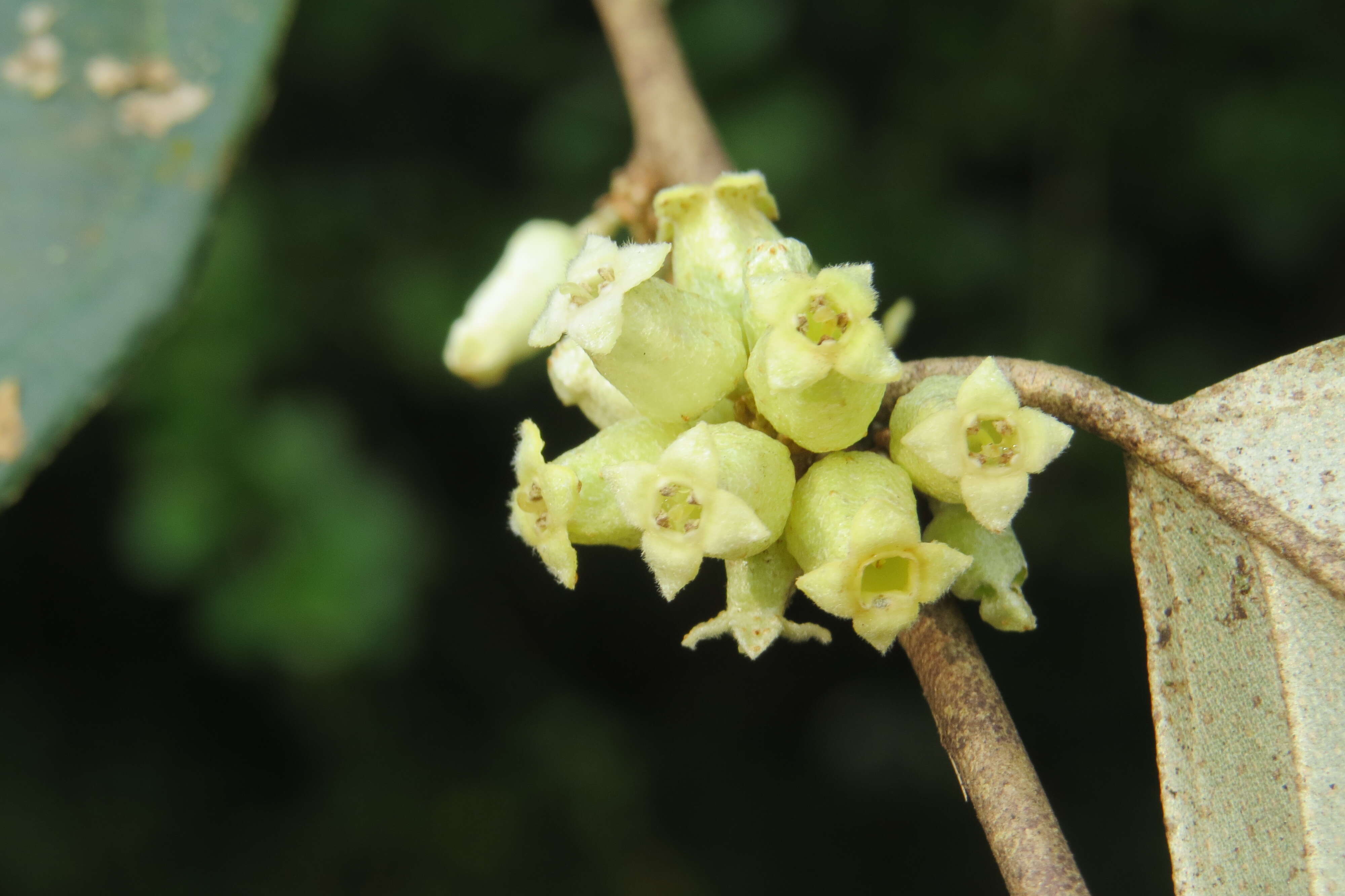 Image of Elaeagnus conferta Roxb.