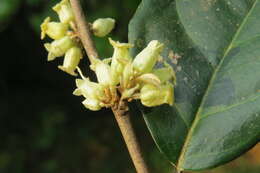 Image of Elaeagnus conferta Roxb.