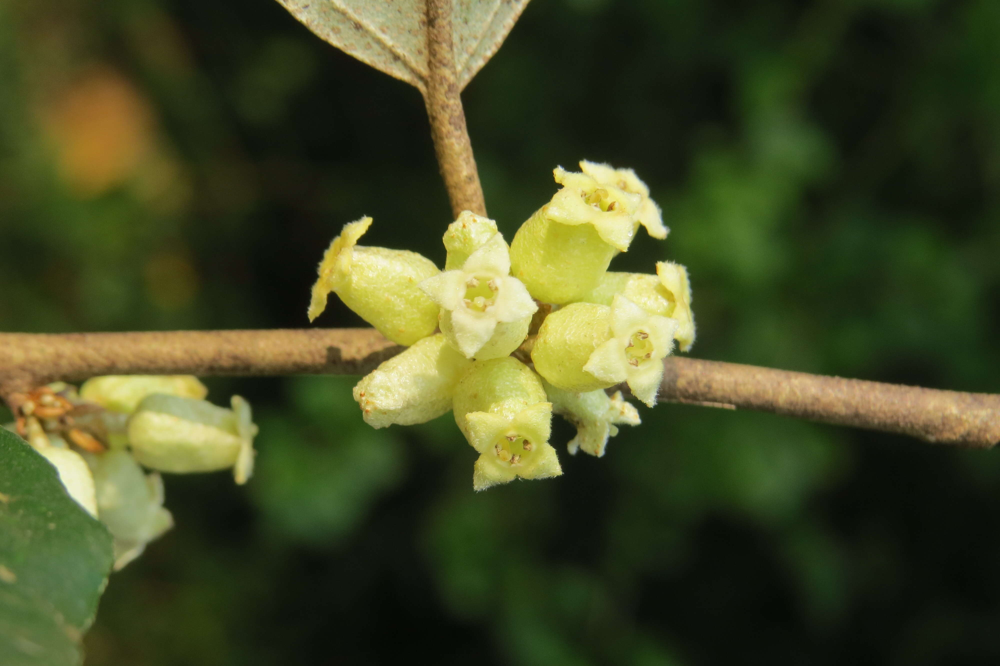 Image of Elaeagnus conferta Roxb.