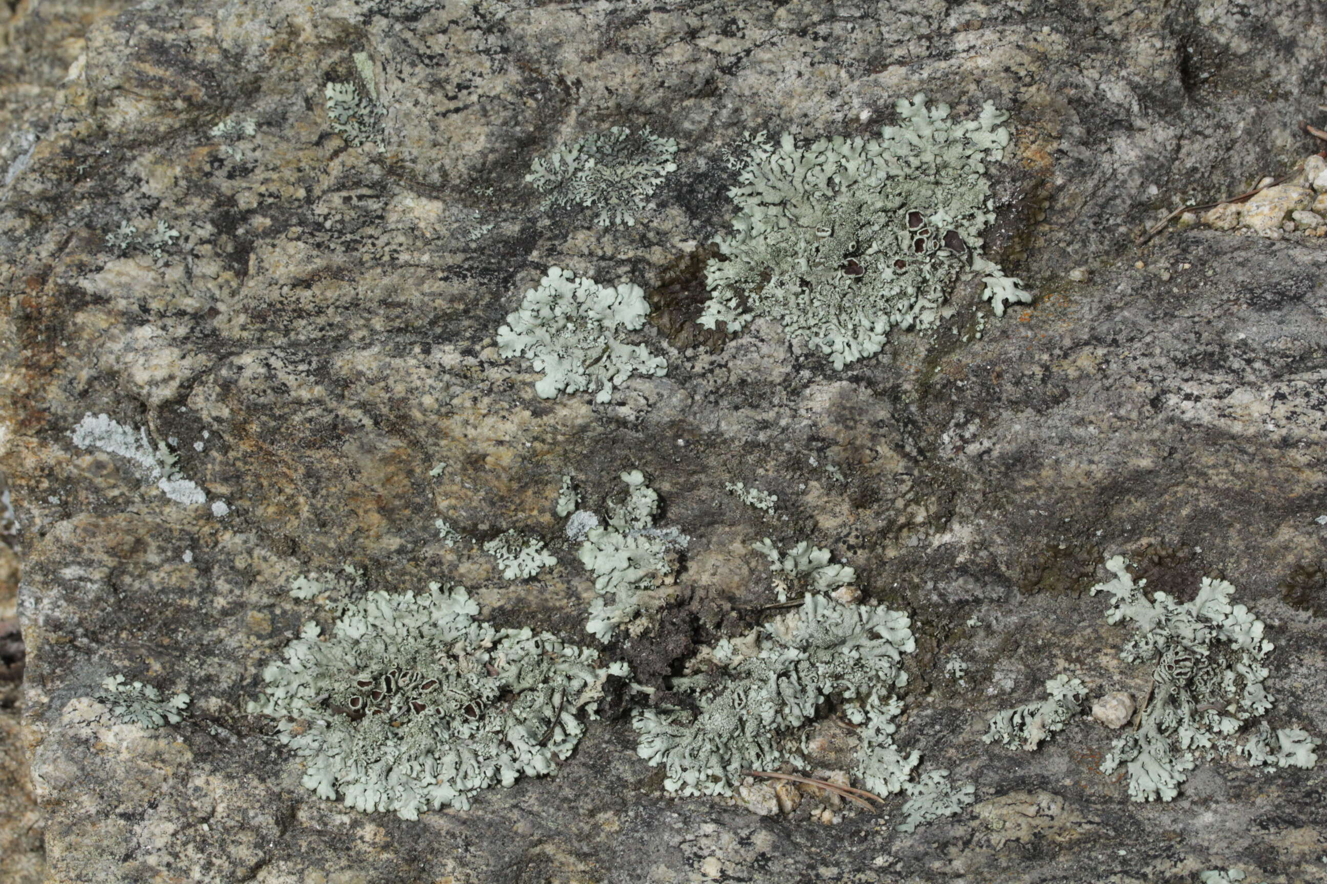 Image of Peppered rock-shield
