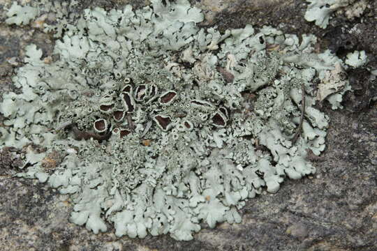 Image of Peppered rock-shield