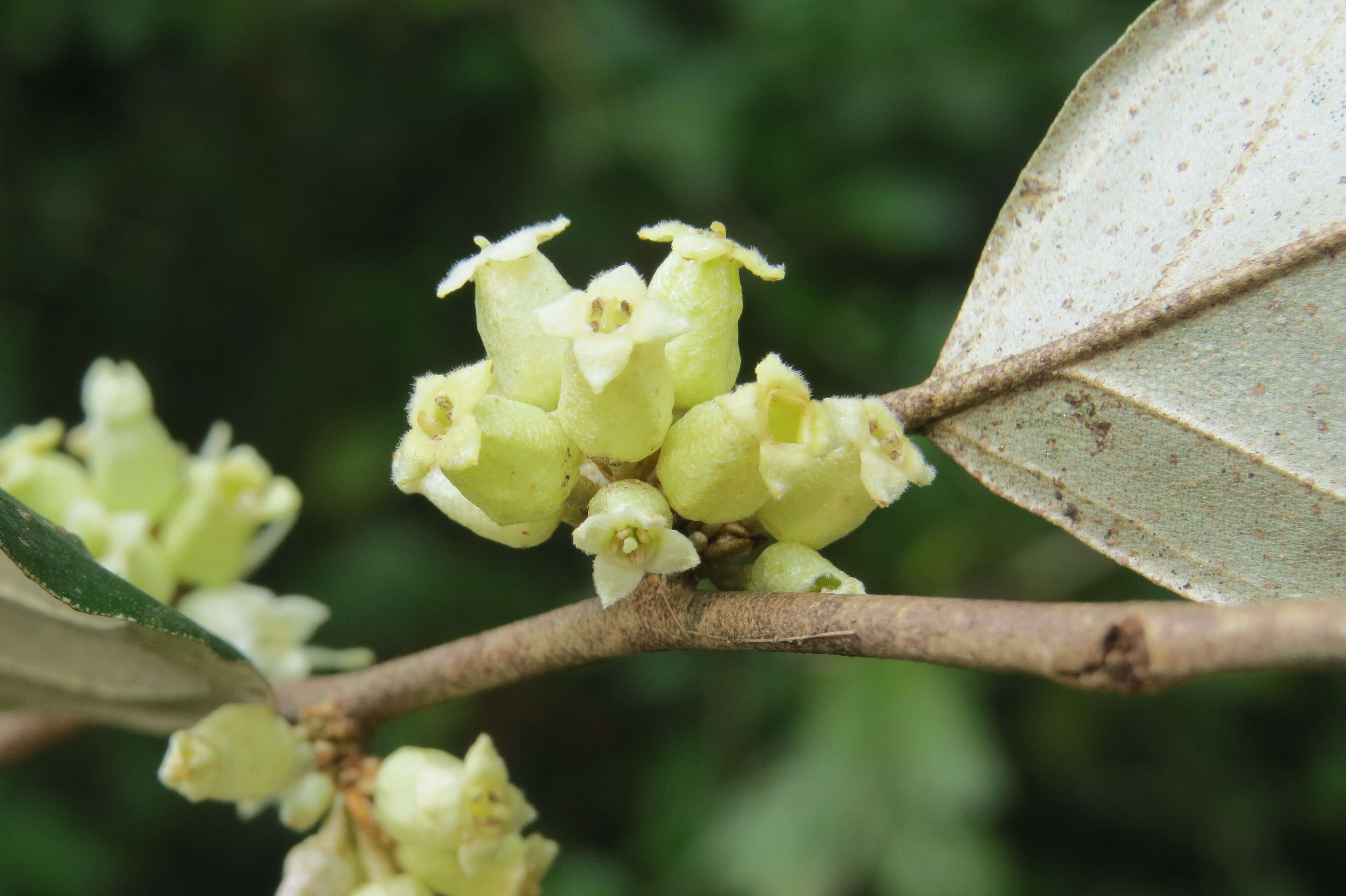 Image of Elaeagnus conferta Roxb.