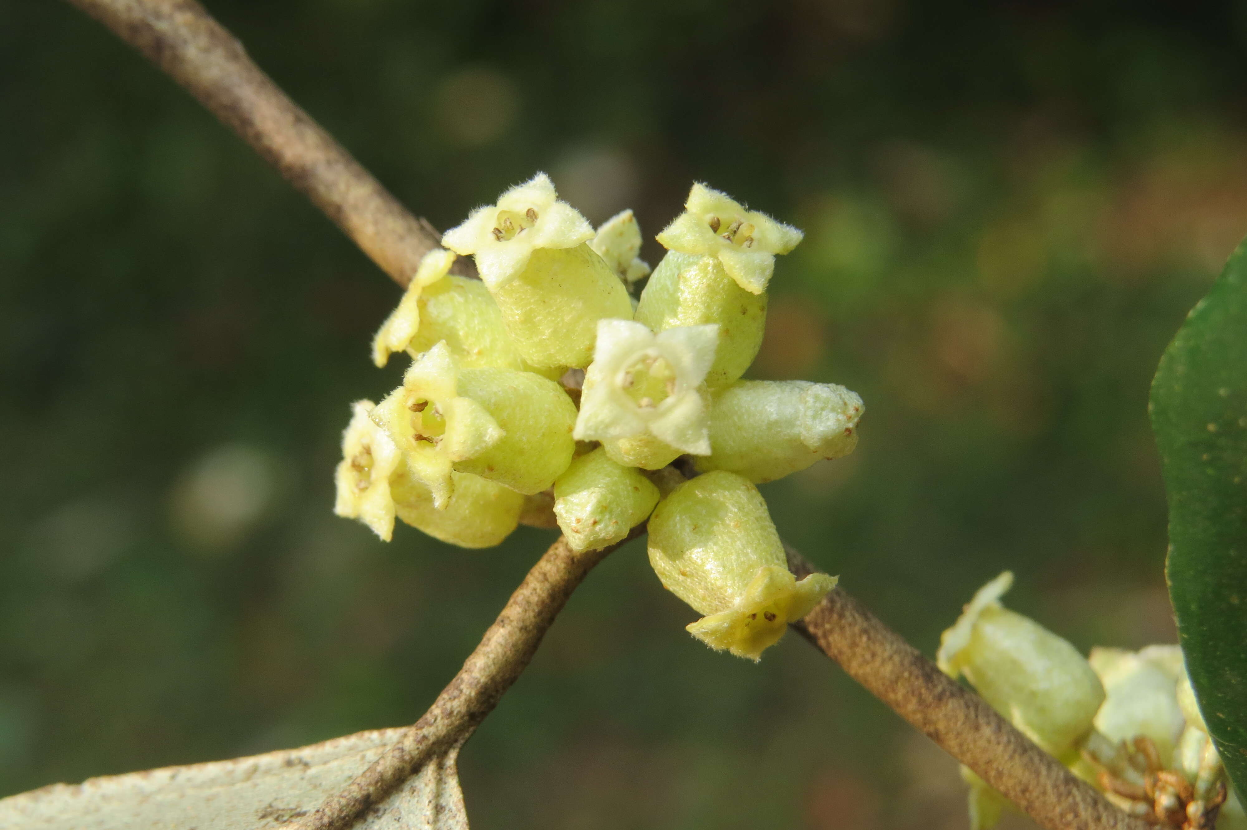 Image of Elaeagnus conferta Roxb.