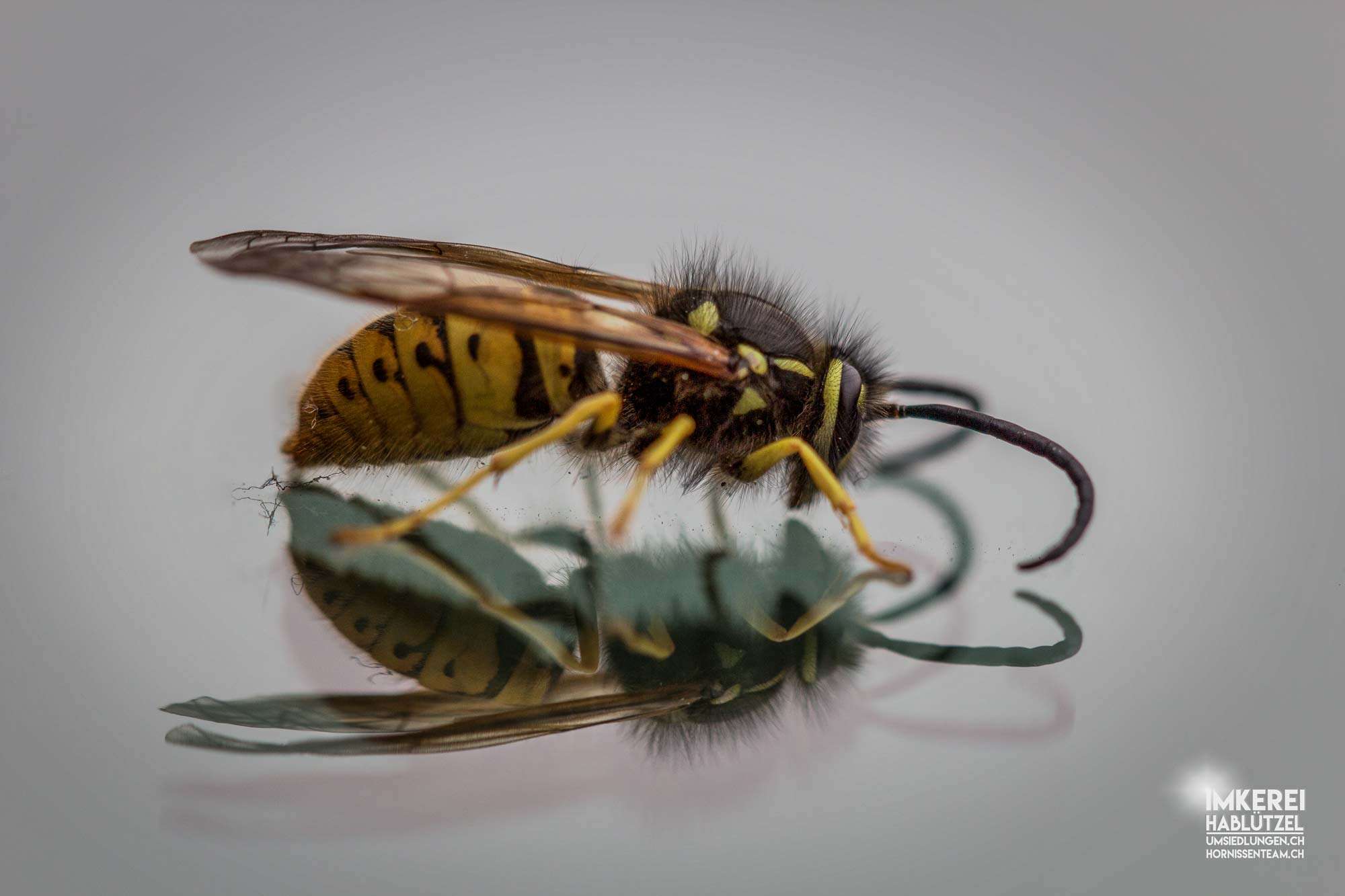 Image of German Wasp