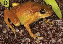 Image of Black Mountain Boulder Frog