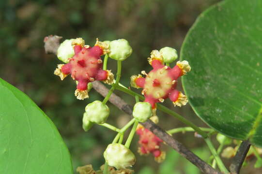 Image of Lophopetalum wightianum Arn.